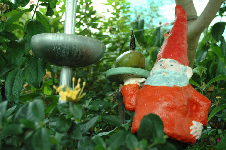 Gnome Grown - Butterfly Gnome