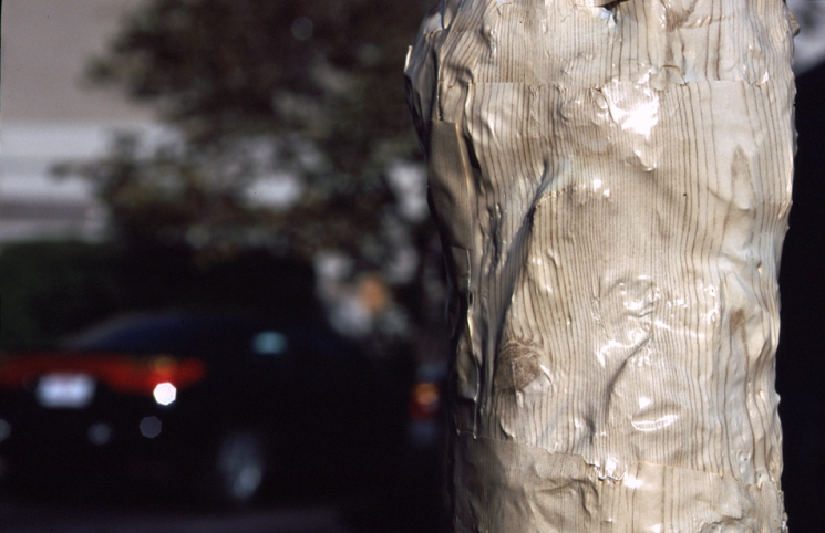 Light Pine Fine Grain