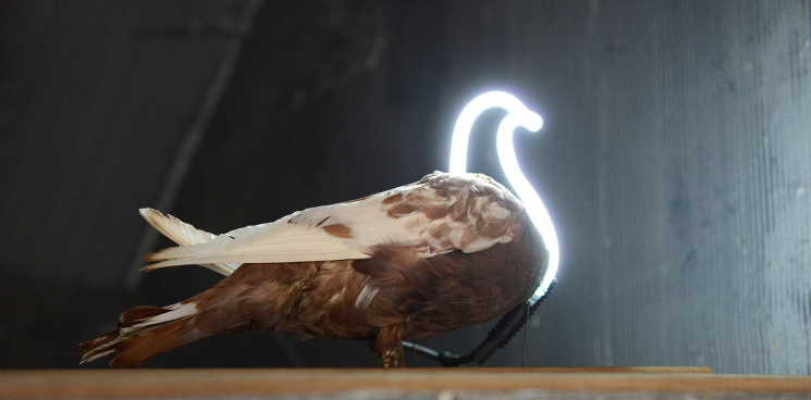 Neon Pigeon