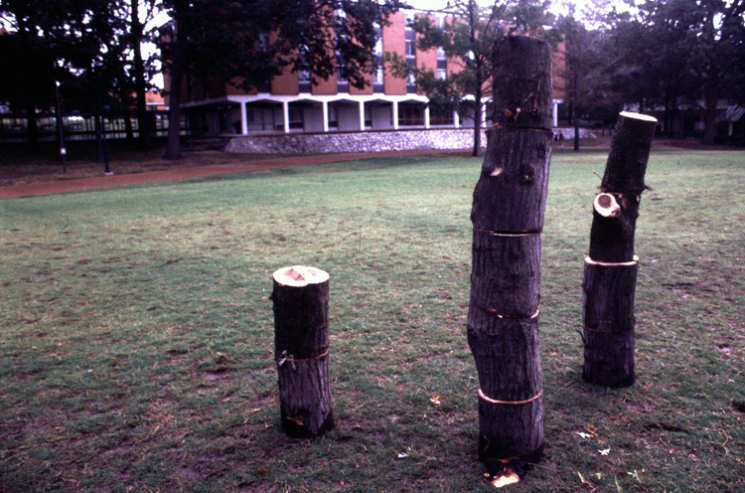 tree_build_erik_peterson_2002.jpg