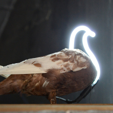 Neon Pigeon pigeon_neon_web.jpg
