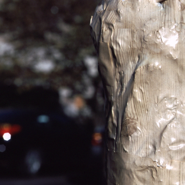 Light Pine Fine Grain